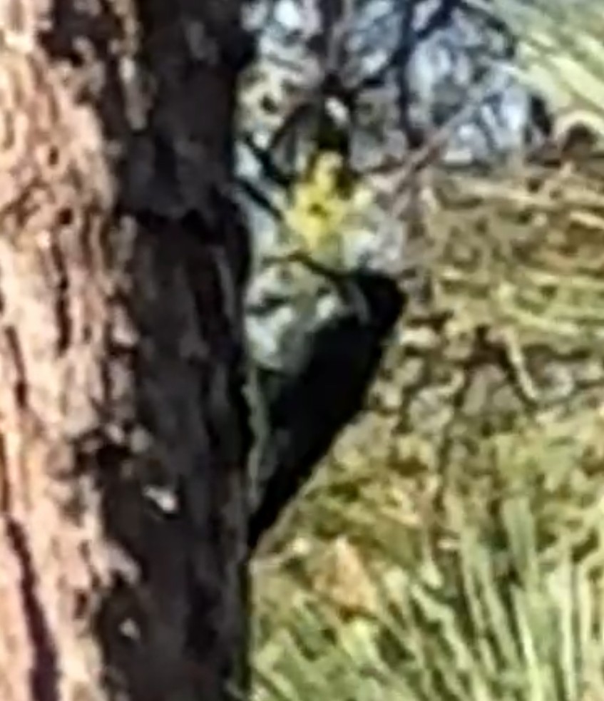 Black-backed Woodpecker - ML644464746