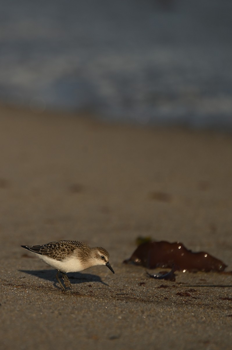 Semipalmated Sandpiper - ML644464750