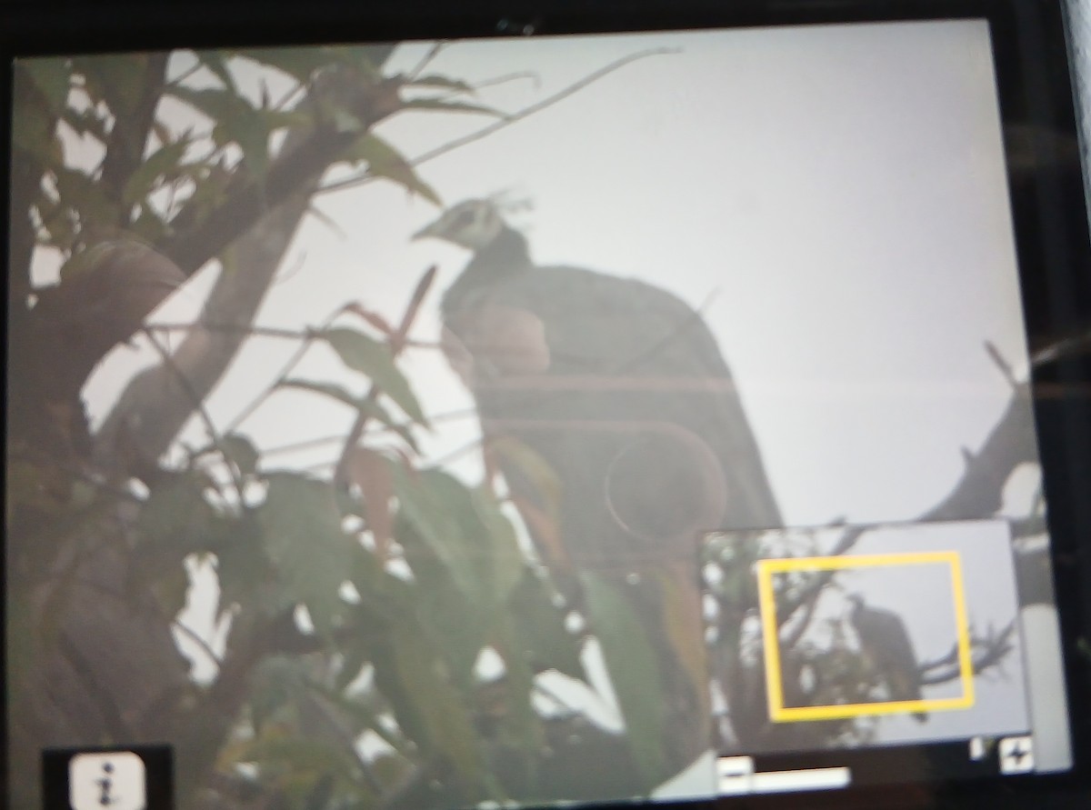 Павич чубатий - ML644464752