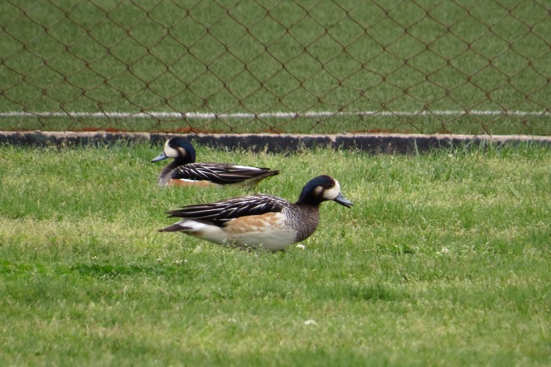 Chiloe Wigeon - ML644464754