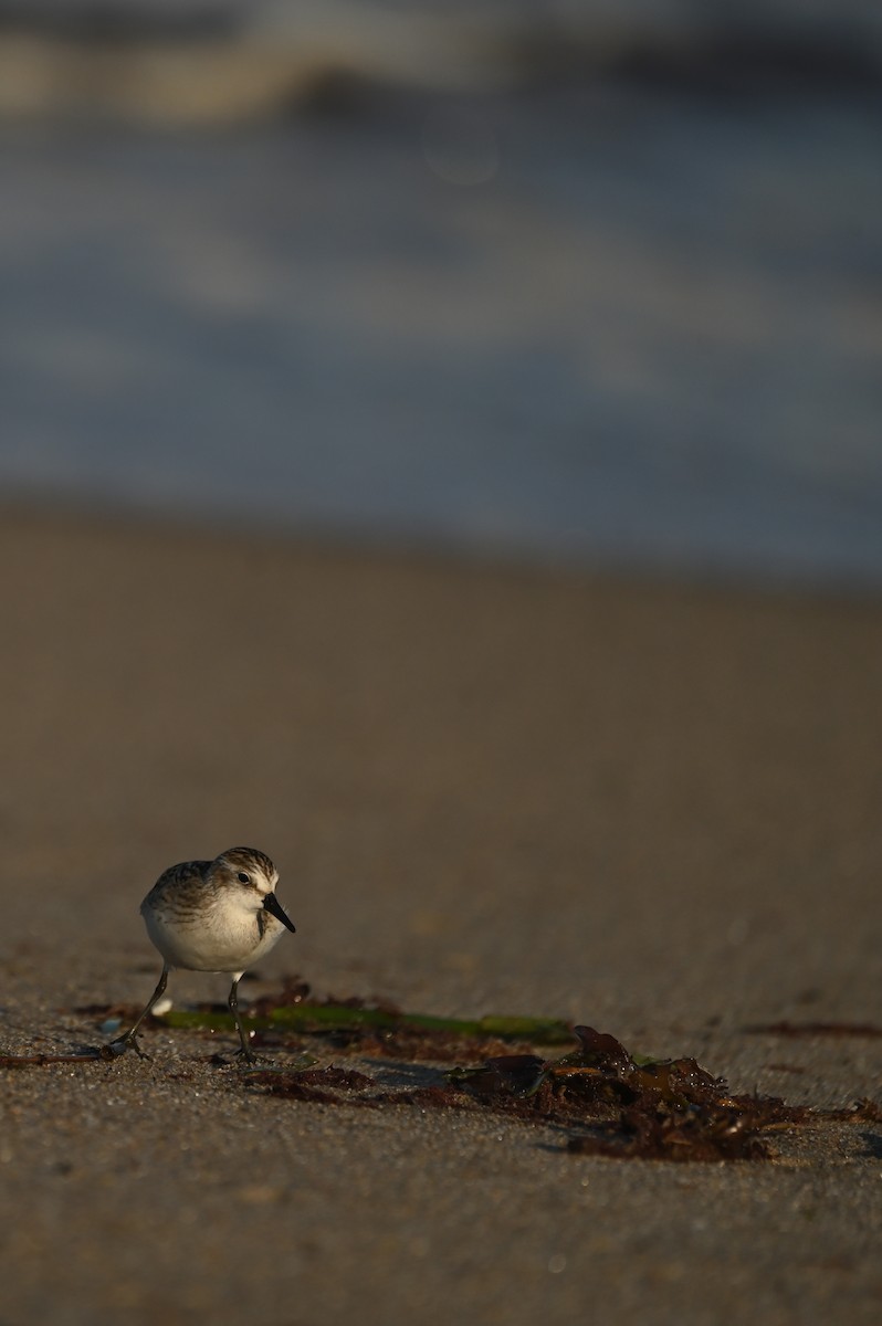 Semipalmated Sandpiper - ML644464755
