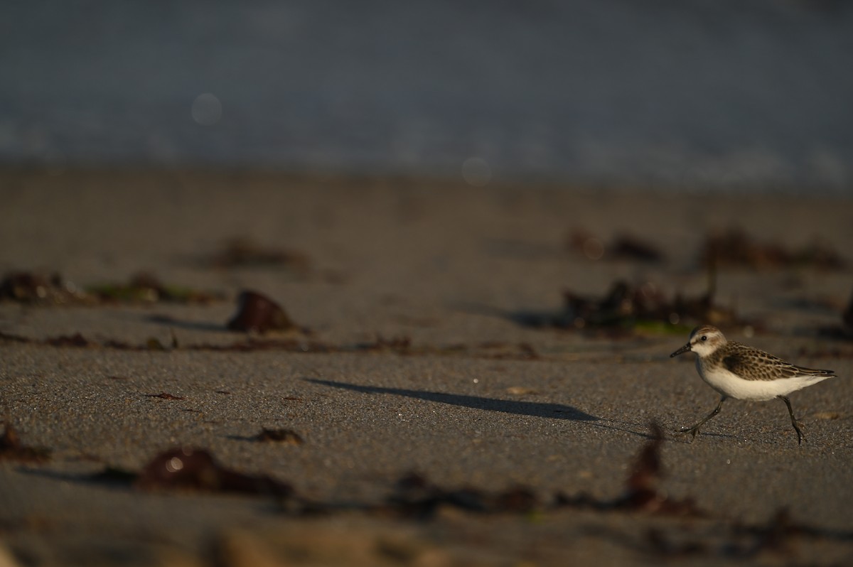 Semipalmated Sandpiper - ML644464757