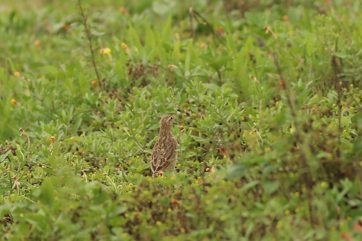 פפיון ארך-רגליים - ML644464764