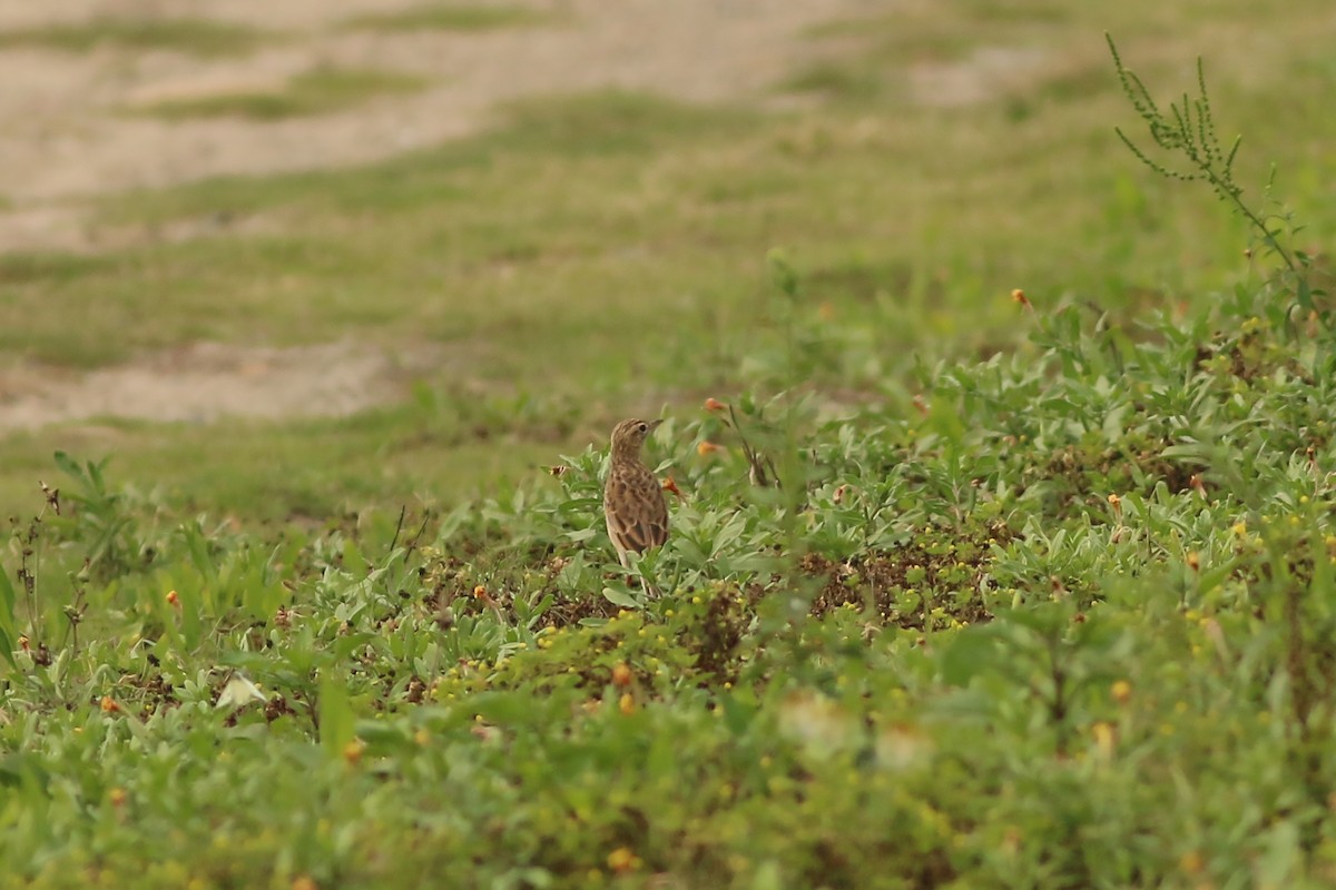 פפיון ארך-רגליים - ML644464765