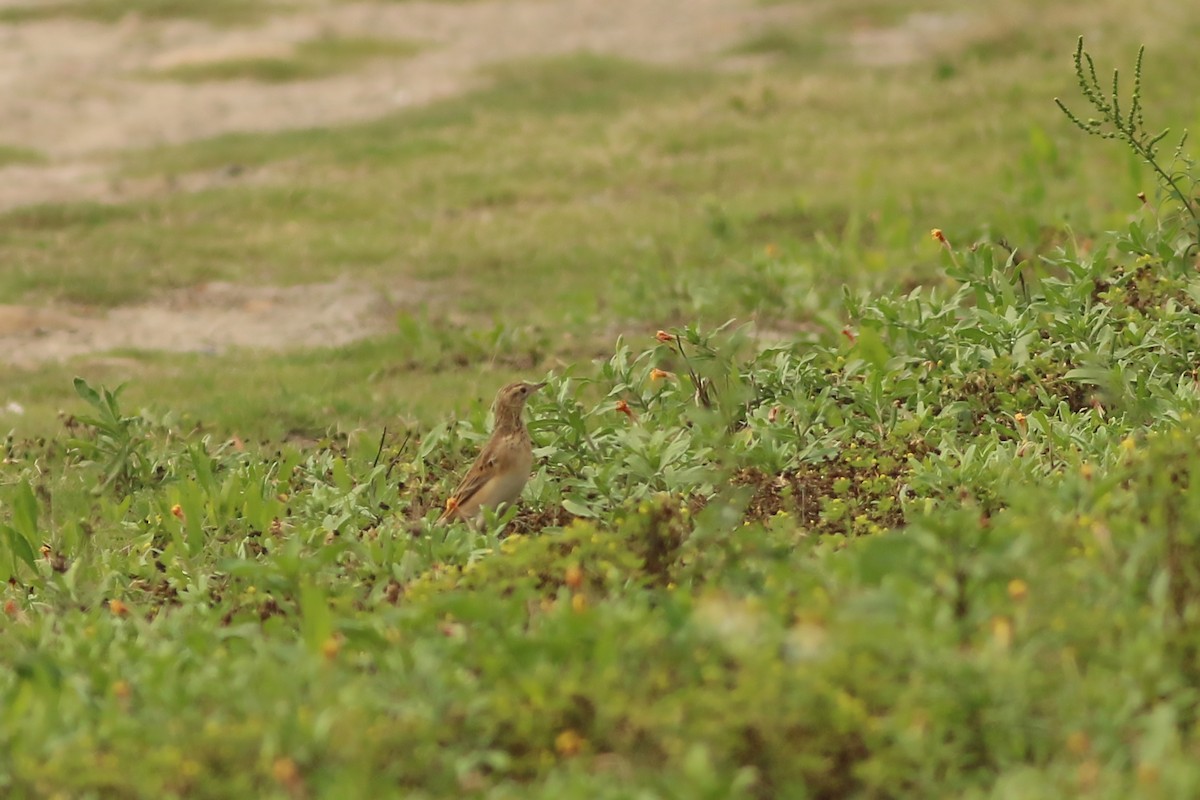 פפיון ארך-רגליים - ML644464766