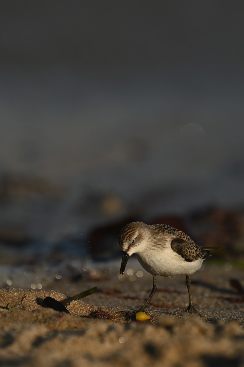Semipalmated Sandpiper - ML644464767