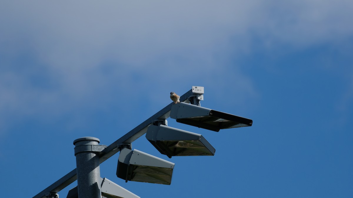 בז אמריקני - ML644464769