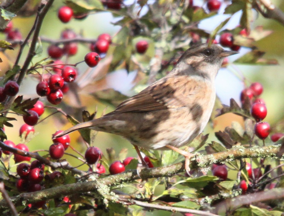 jernspurv - ML644464771