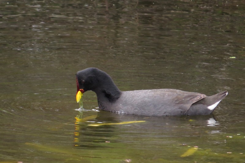 Red-fronted Coot - ML644464773