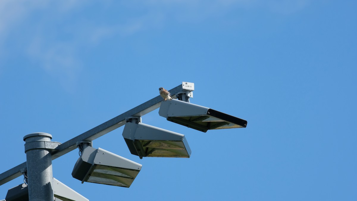 בז אמריקני - ML644464775