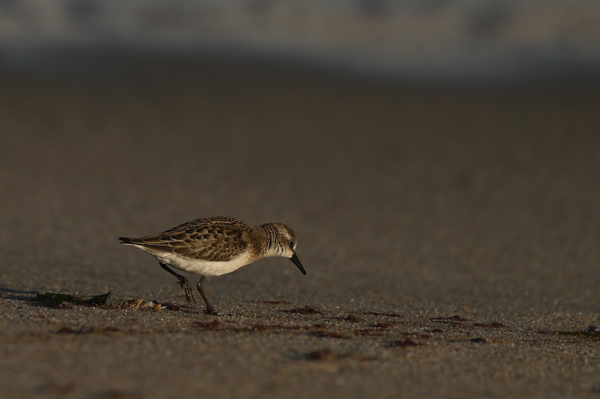 Semipalmated Sandpiper - ML644464776
