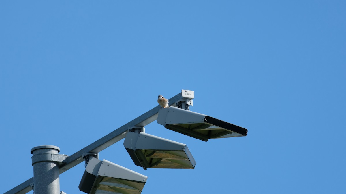 בז אמריקני - ML644464778