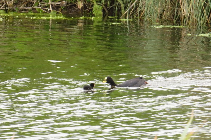 Foulque à jarretières - ML644464779