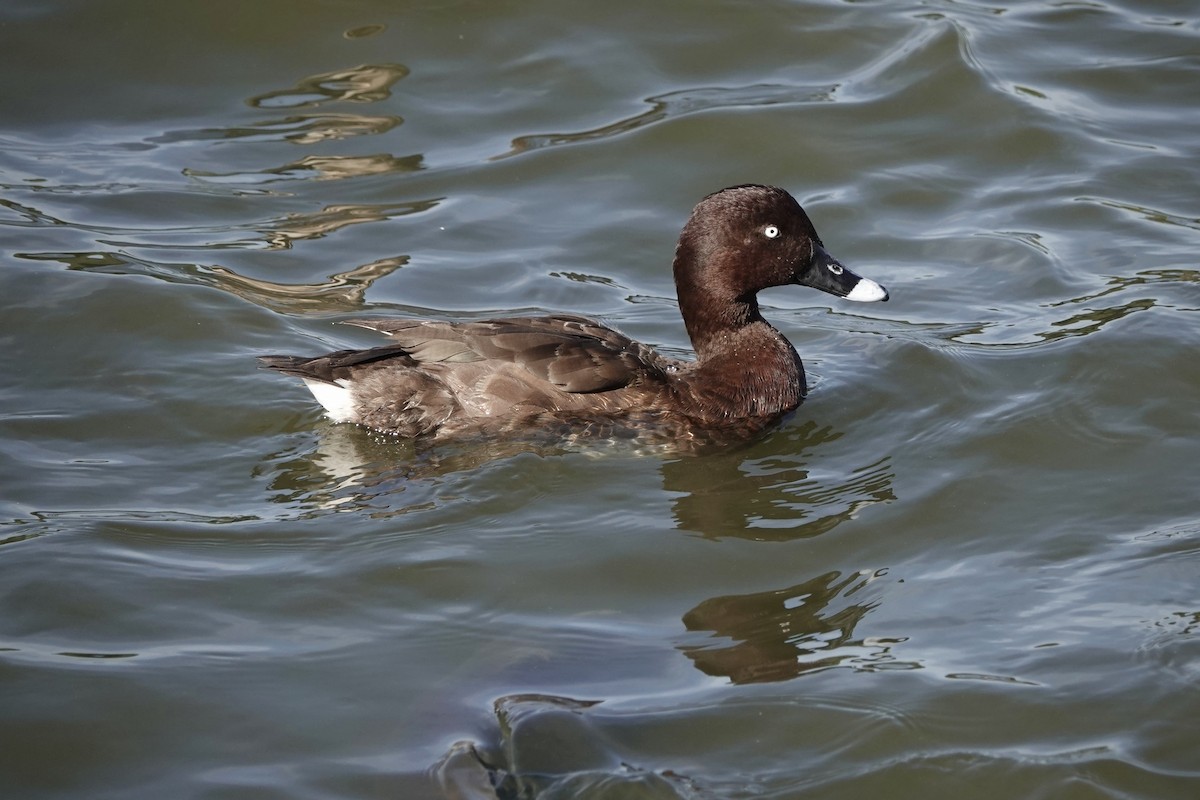 Hardhead - ML644464780