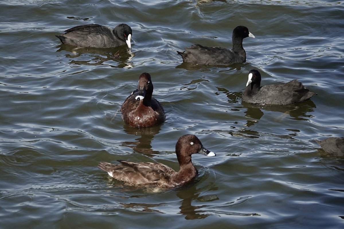 Hardhead - ML644464781