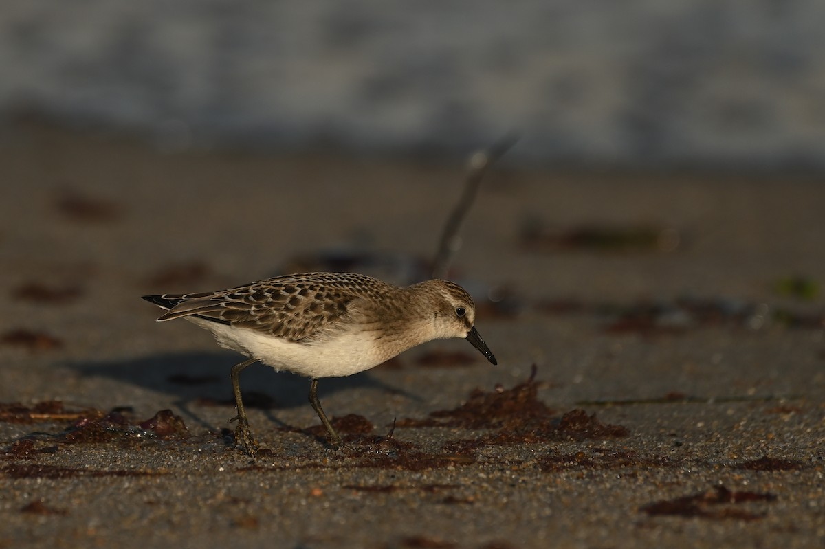 ヒレアシトウネン - ML644464782