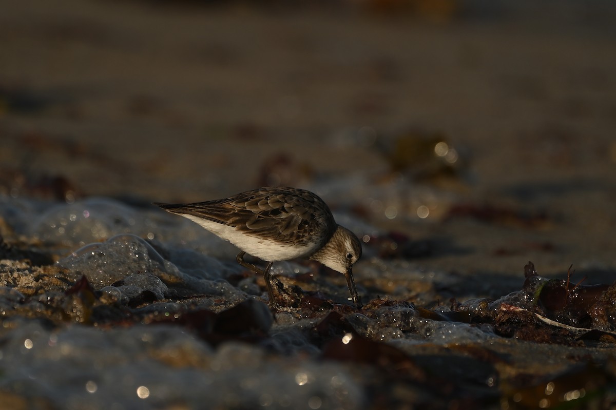 コシジロウズラシギ - ML644464784