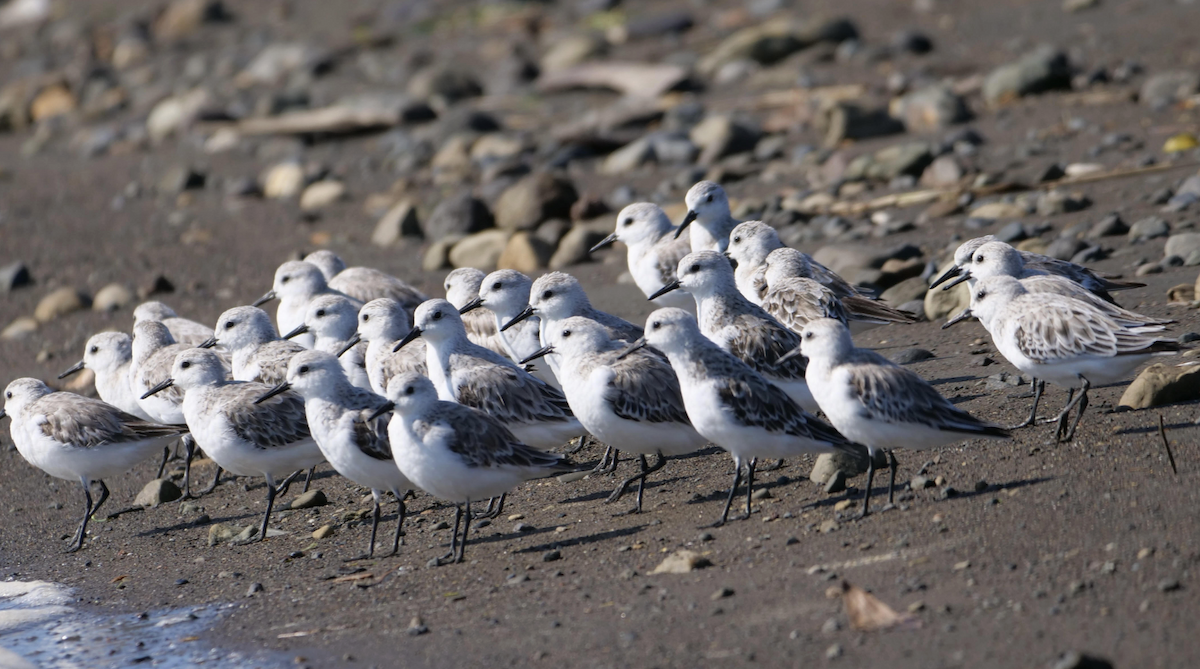 Гурвалж элсэг - ML644464787