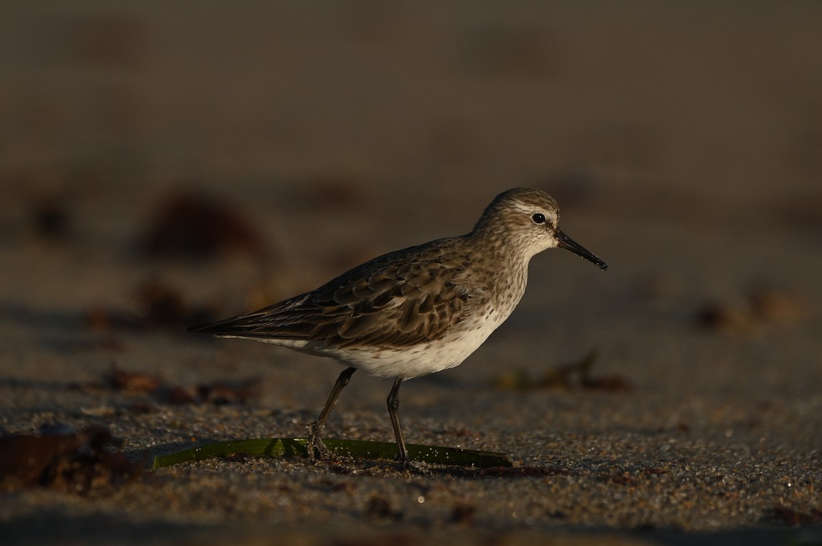 コシジロウズラシギ - ML644464788