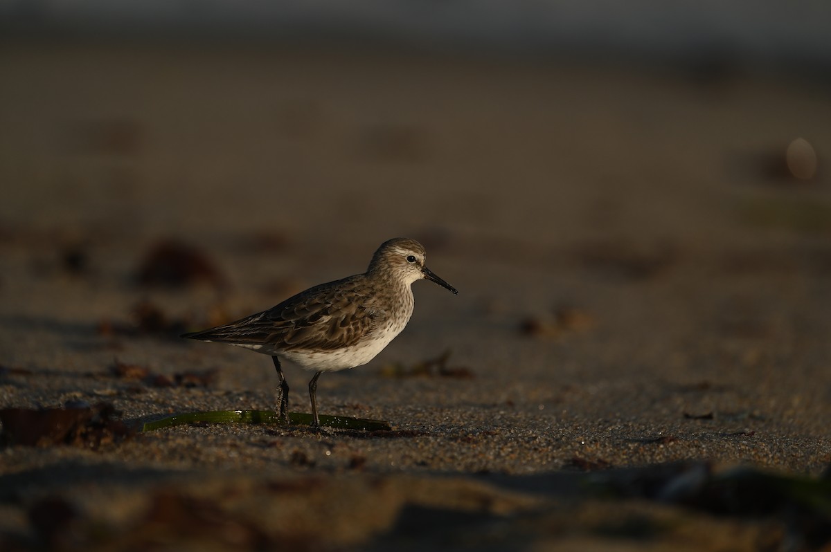 コシジロウズラシギ - ML644464791