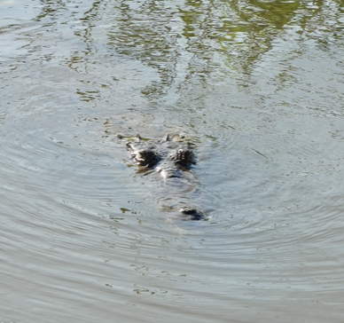 Animals - ML644464792