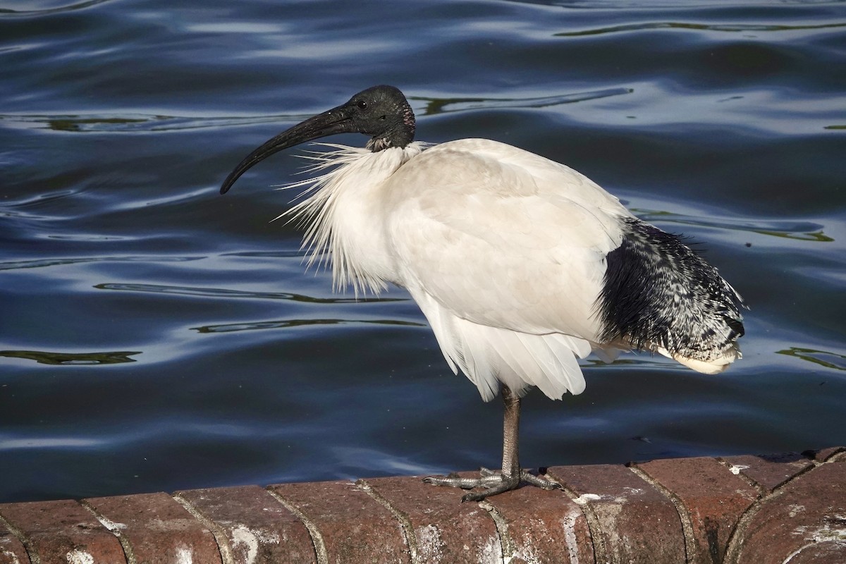 Australian Ibis - ML644464793
