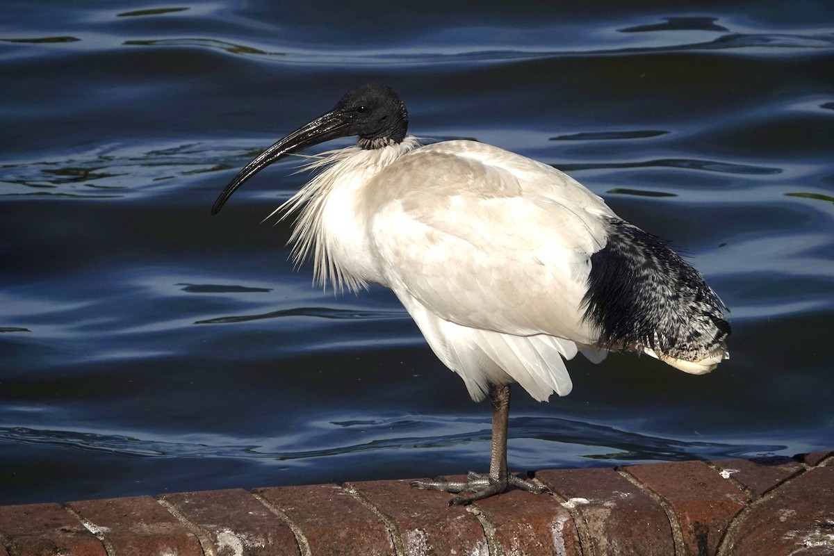 Australian Ibis - ML644464794