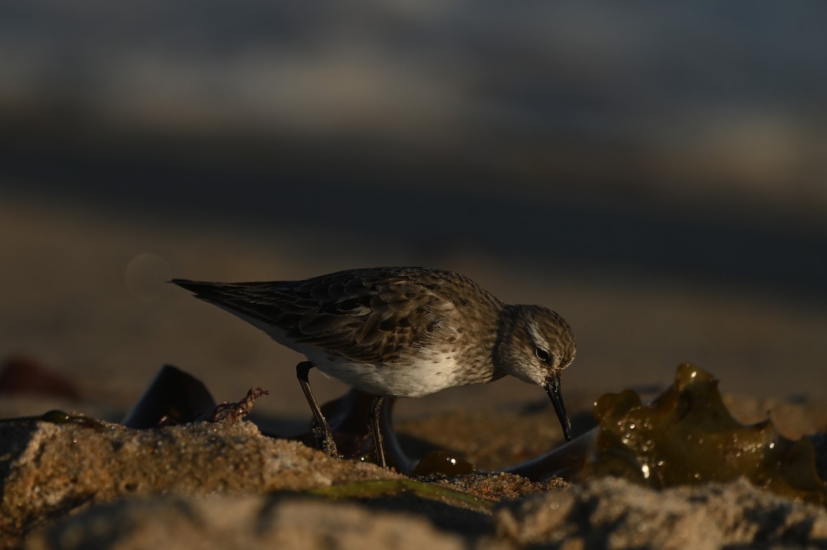 コシジロウズラシギ - ML644464795