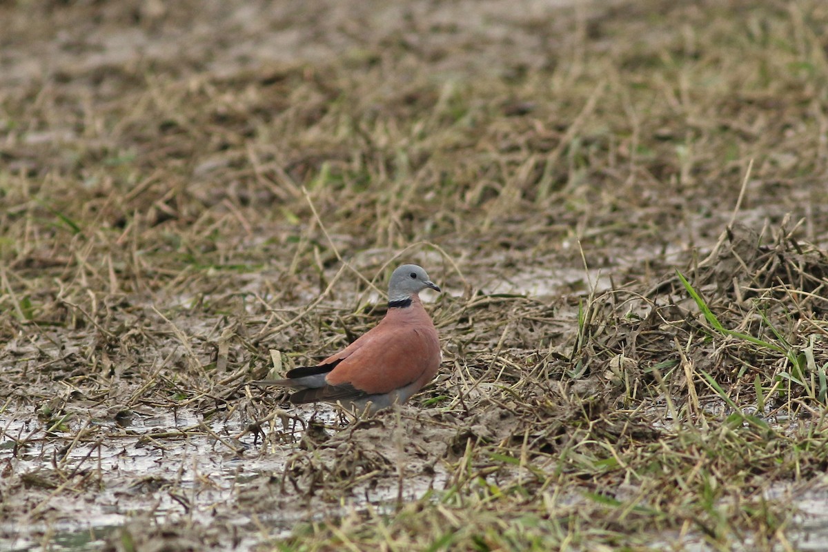 Kızıl Kumru - ML644464799