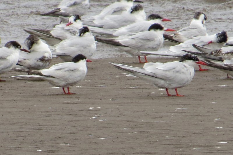 South American Tern - ML644464802