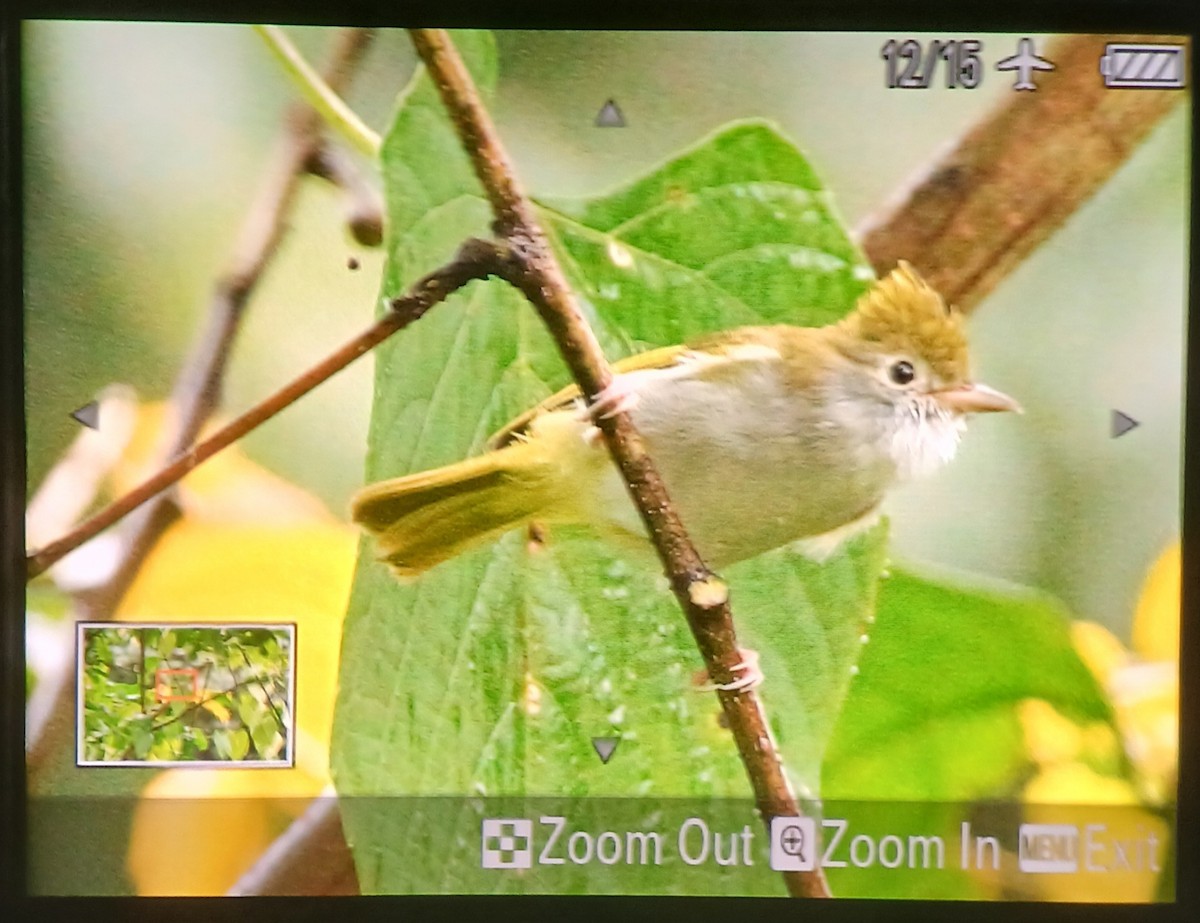 White-bellied Erpornis - ML644464808