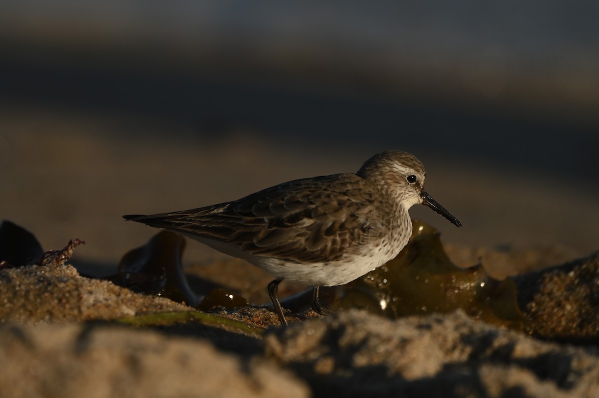 コシジロウズラシギ - ML644464813