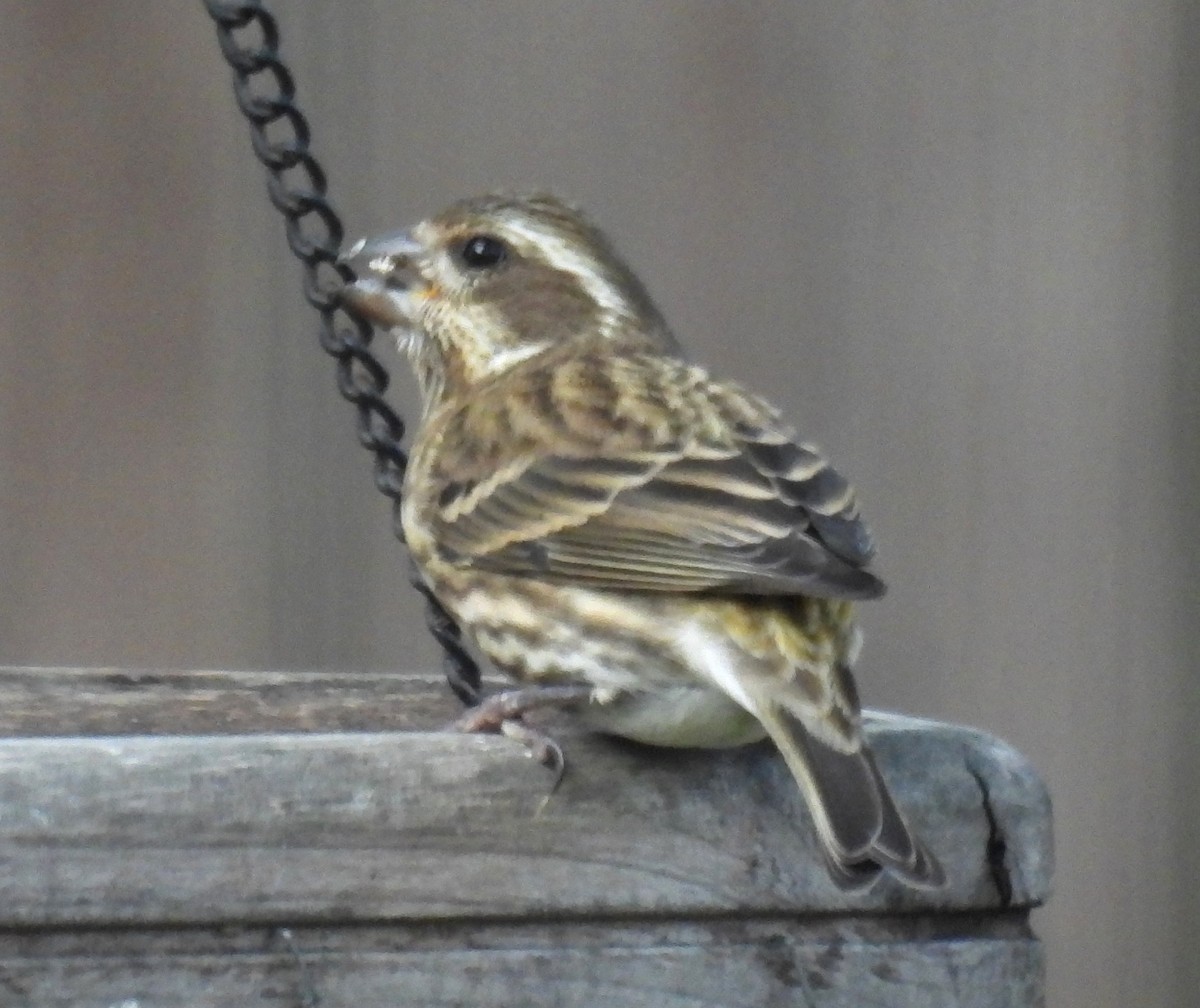 Purpurgimpel - ML644464814