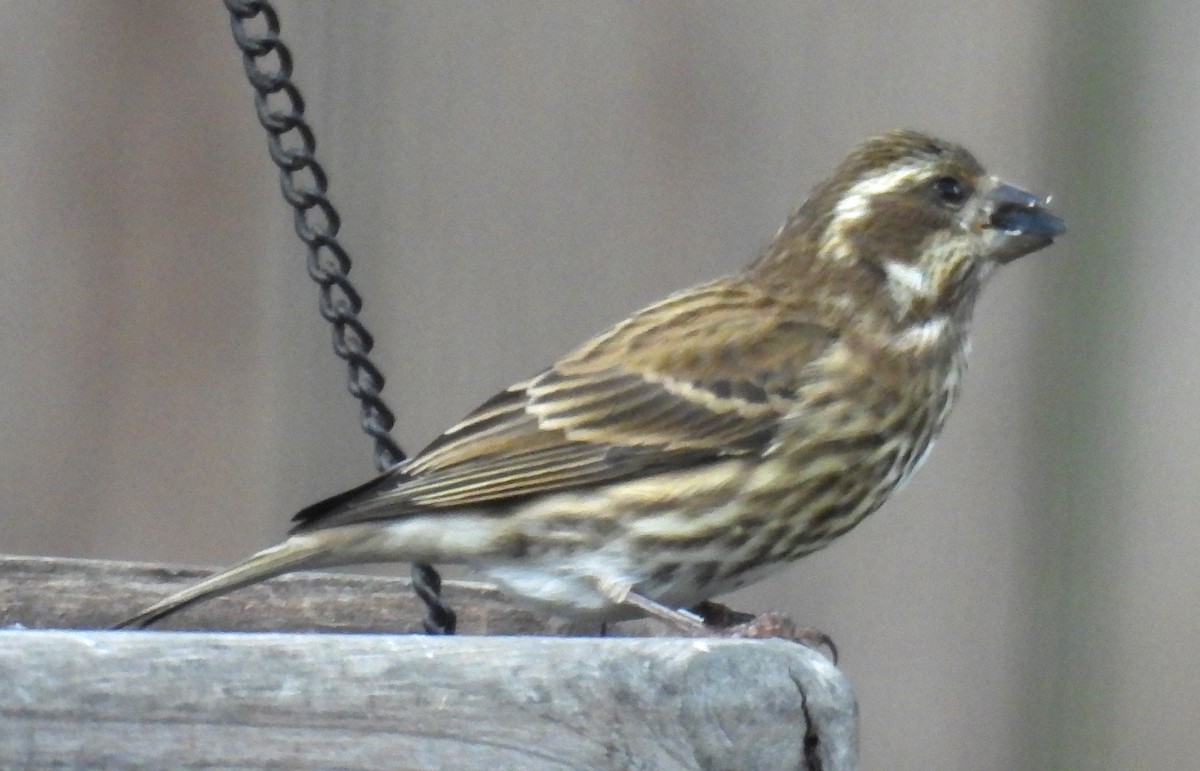 Purpurgimpel - ML644464815