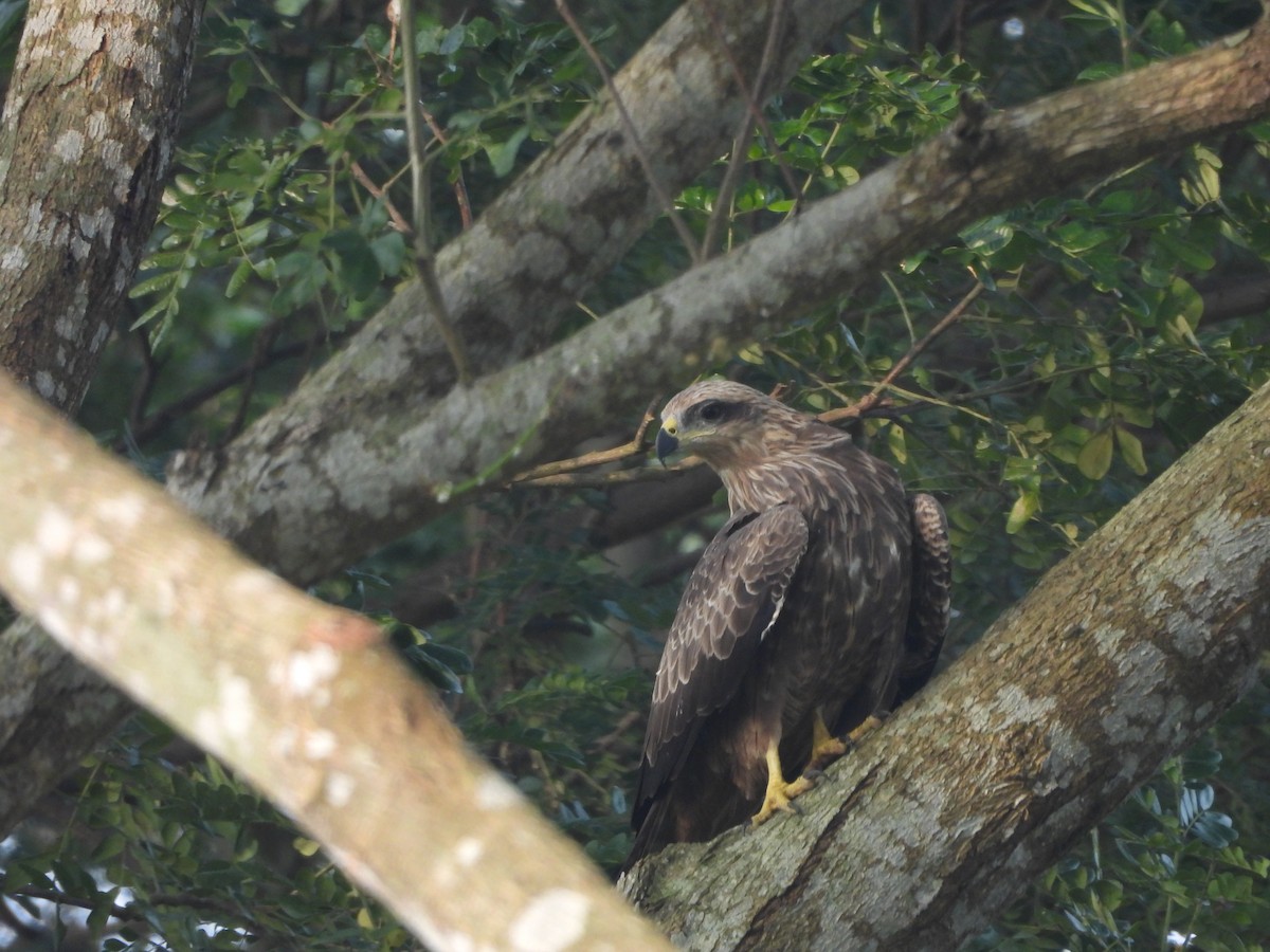 Nibbio bruno - ML644464829