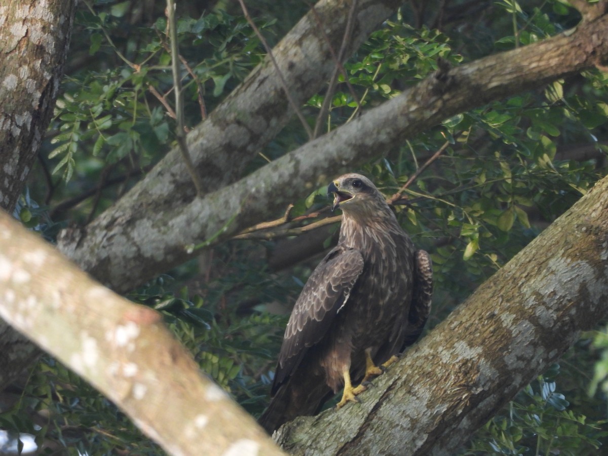 Nibbio bruno - ML644464830