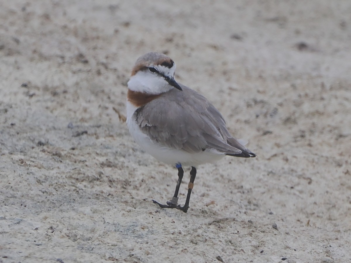 Chestnut-banded Plover - ML644464844