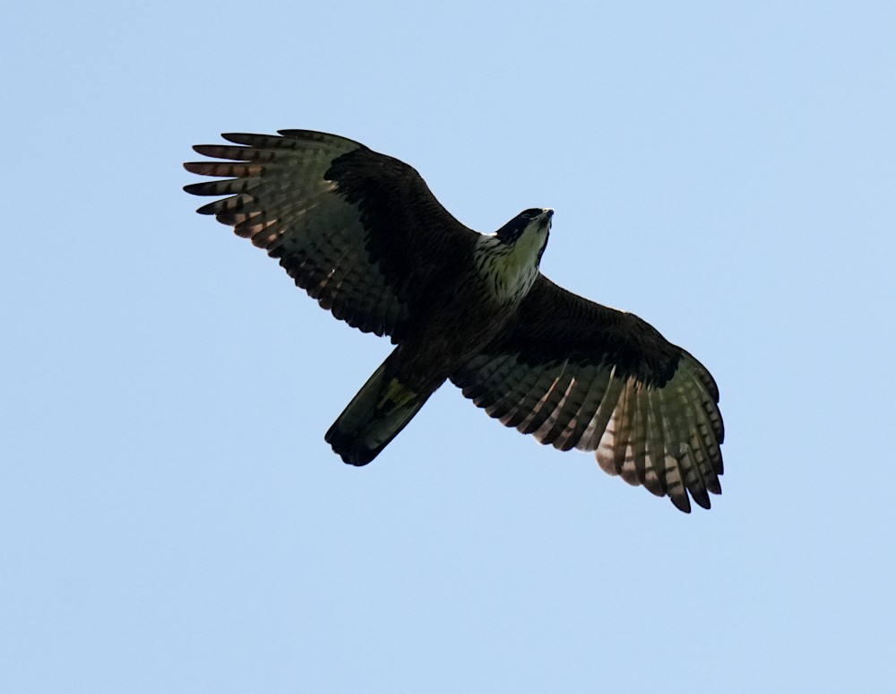 Aigle à ventre roux - ML644464848