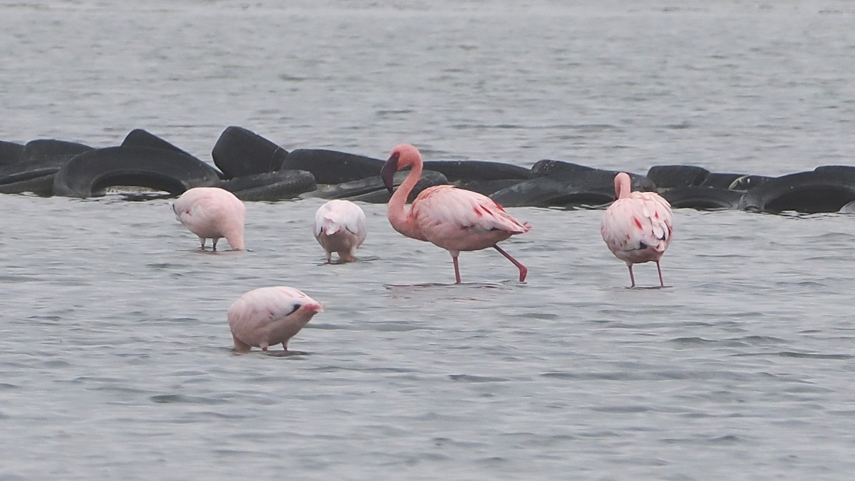 Zwergflamingo - ML644464850