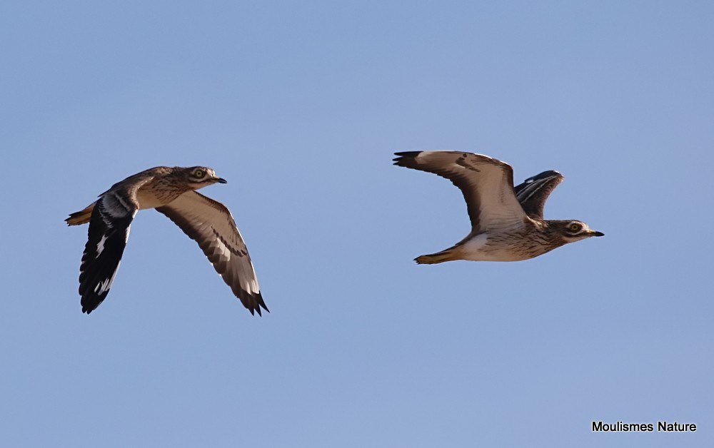 Эгэл шарандан - ML644464852