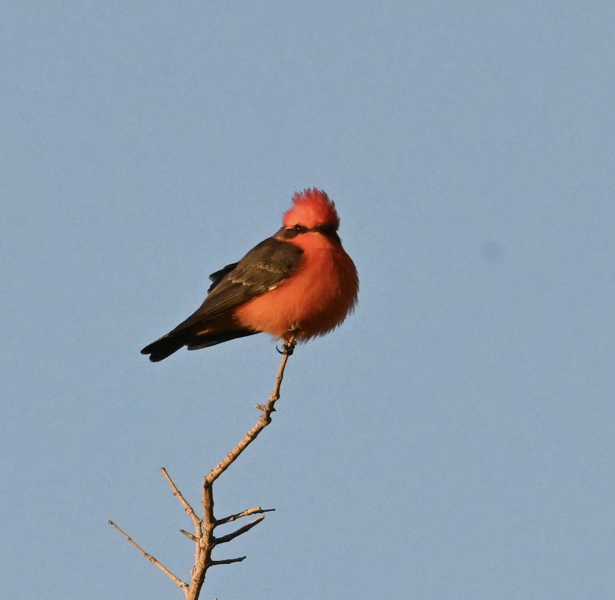 rubintyrann - ML644464855