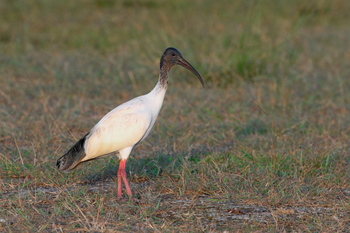 Australian Ibis - ML644464859