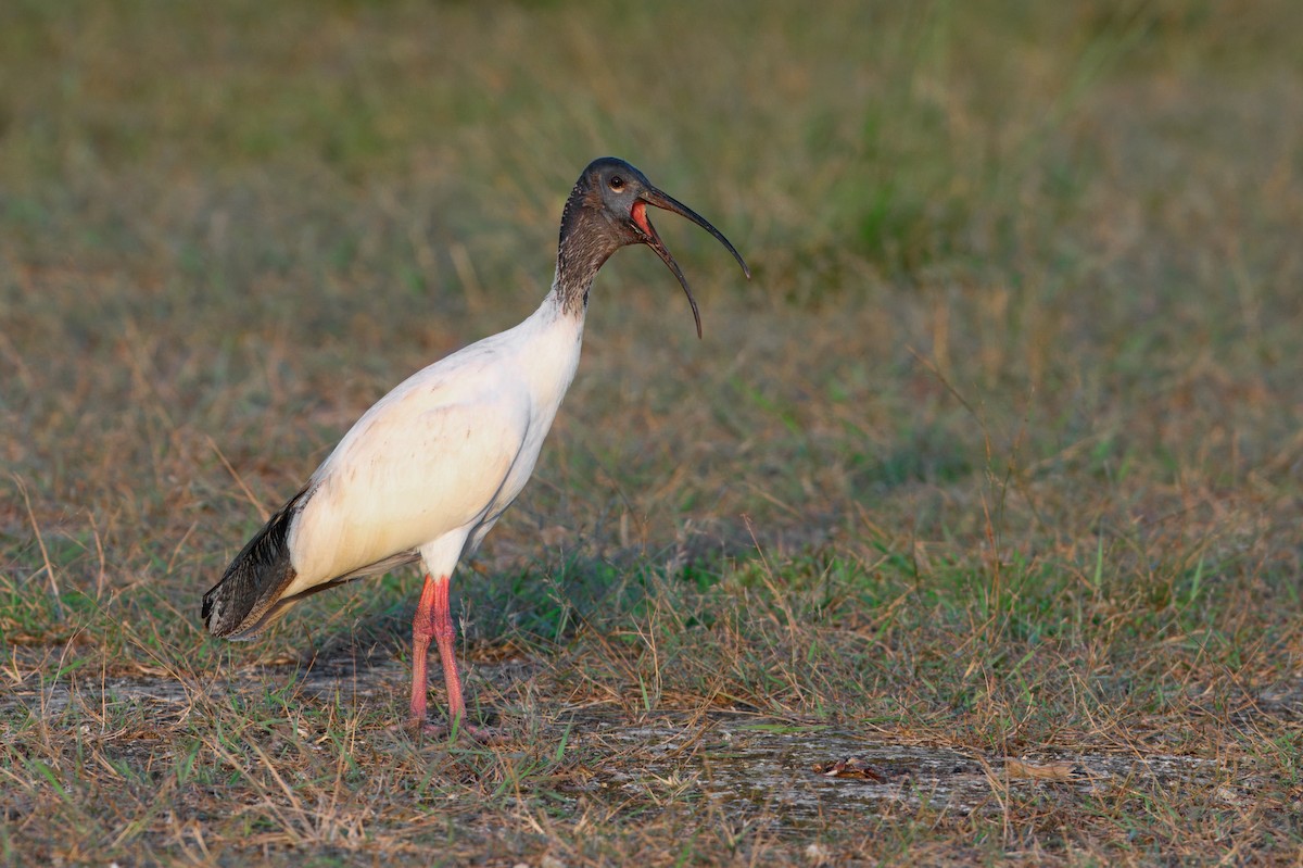 Australian Ibis - ML644464860