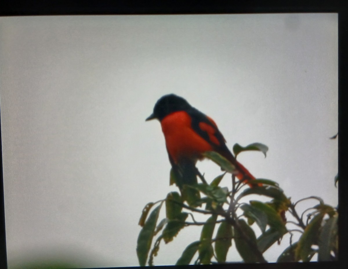 Scarlet Minivet - ML644464862