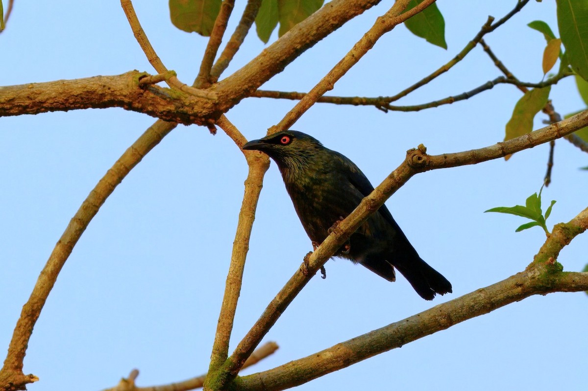 Singing Starling - David Hollie