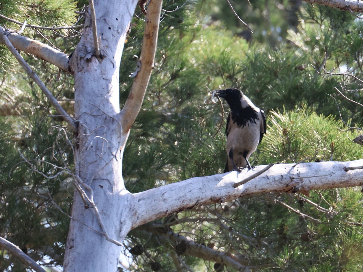 Саарал хэрээ - ML644464865