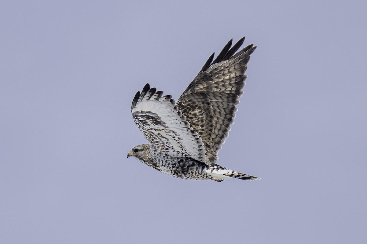 Poiana calzata - ML644464873