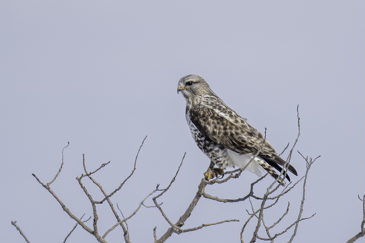 Poiana calzata - ML644464874