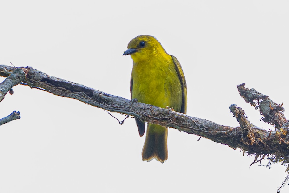 Tangara Negriamarilla - ML644464881