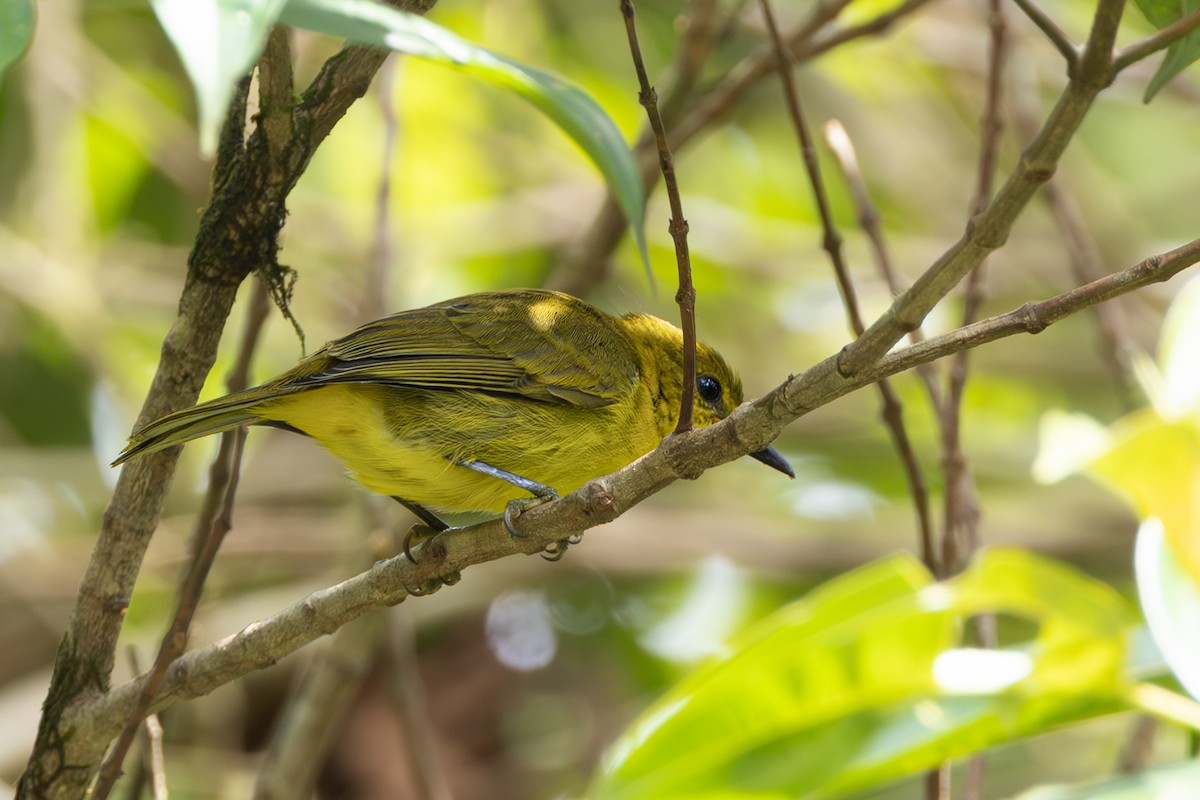 Tangara Negriamarilla - ML644464882